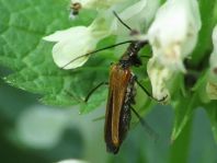 Oedemera femorata, Gemeiner Scheinbockkäfer