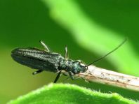 Oedemera