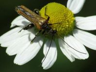 Oedemera femorata, Gemeiner Scheinbockkäfer