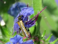 Oedemera femorata, Gemeiner Scheinbockkäfer