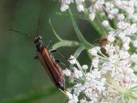 Oedemera femorata, Gemeiner Scheinbockkäfer