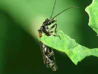 Oedemera femorata, Gemeiner Scheinbockkäfer