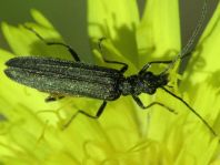 Oedemera virescens