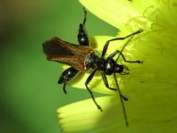 Oedemera femorata, Gemeiner Scheinbockkäfer