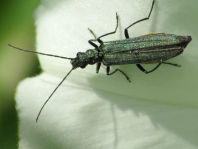 Oedemera virescens