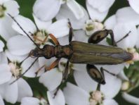 Oedemera flavipes