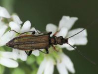 Oedemera flavipes
