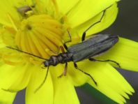 Oedemera flavipes