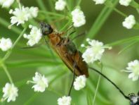 Oedemera podagrariae
