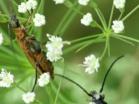 Oedemera podagrariae