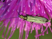 Oedemera virescens
