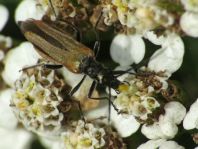Oedemera femorata, Gemeiner Scheinbockkäfer
