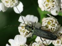Oedemera virescens