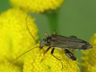 Oedemera flavipes