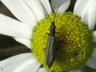 Oedemera virescens