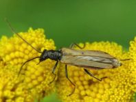 Oedemera femorata, Gemeiner Scheinbockkäfer