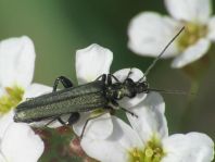 Oedemera virescens