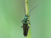 Oedemera nobilis