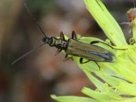Oedemera flavipes