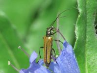 Oedemera femorata, Gemeiner Scheinbockkäfer