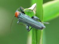 Oedemera croceicollis
