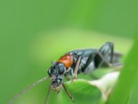 Oedemera croceicollis