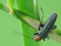 Oedemera croceicollis