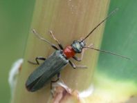 Oedemera croceicollis
