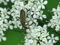 Oedemera flavipes