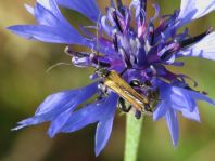 Oedemera femorata, Gemeiner Scheinbockkäfer