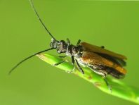 Oedemera femorata, Gemeiner Scheinbockkäfer