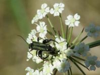 Oedemera flavipes