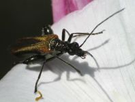 Oedemera femorata, Gemeiner Scheinbockkäfer