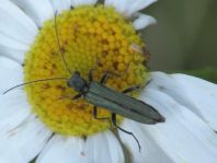 Oedemera
