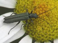 Oedemera virescens