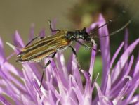 Oedemera femorata, Gemeiner Scheinbockkäfer