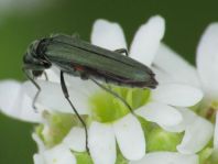 Oedemera