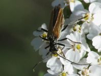 Oedemera femorata, Gemeiner Scheinbockkäfer