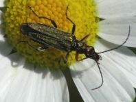 Oedemera flavipes