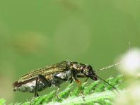 Oedemera flavipes