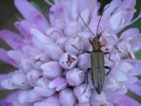 Oedemera flavipes