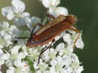 Oedemera podagrariae