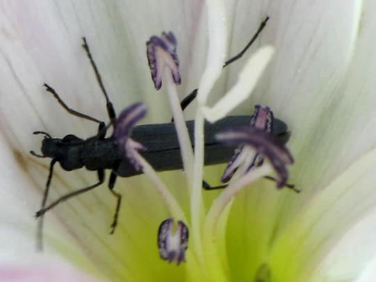 Oedemera sp.