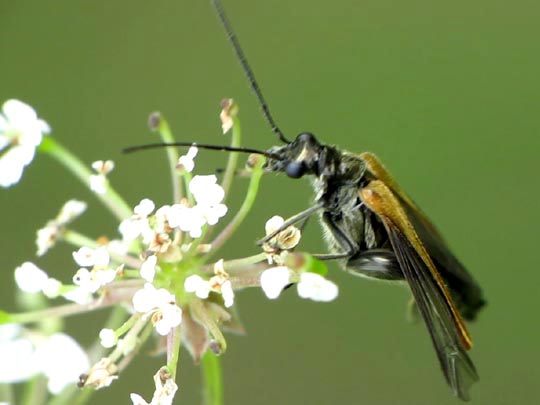 Oedemera femorata, Gemeiner Scheinbockkäfer