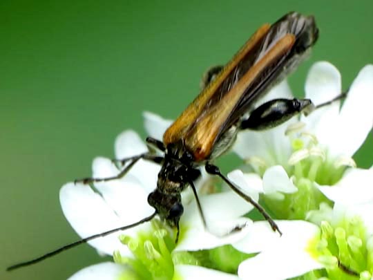 Oedemera femorata, Gemeiner Scheinbockkäfer