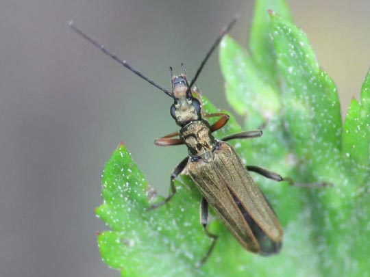 Oedemera flavipes