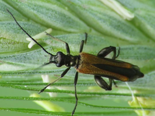 Oedemera femorata, Gemeiner Scheinbockkäfer