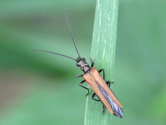 Oedemera femorata, Gemeiner Scheinbockkäfer