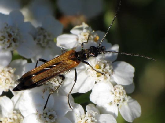 Oedemera femorata, Gemeiner Scheinbockkäfer