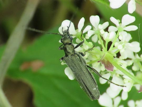 Oedemera sp.